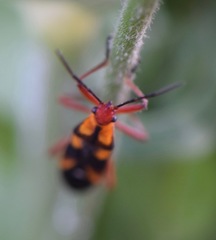 Oncopeltus guttaloides