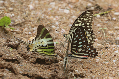 Graphium arycles