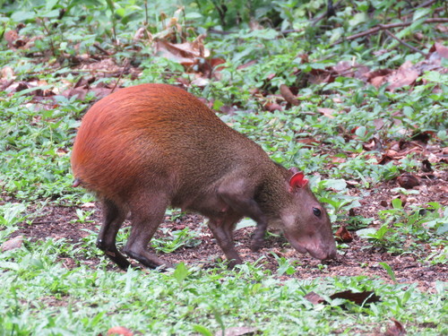 Red-rumped Agouti, photo 4 of 8