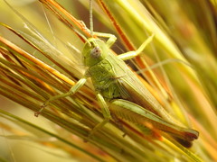 Chorthippus apicalis