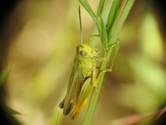 Chorthippus apicalis
