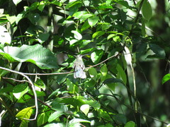 Campylopterus largipennis