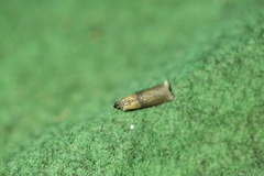 Sciota fumella