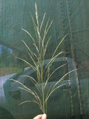 Aristida sciurus