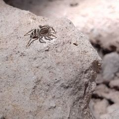 Langona tartarica