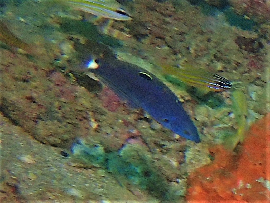 Black Wrasse