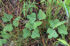 Phaseolus polystachios sinuatus