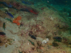 Halichoeres melanochir