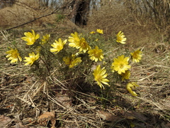 Adonis volgensis