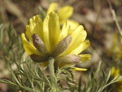 Adonis volgensis