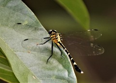 Euthygomphus koxingai