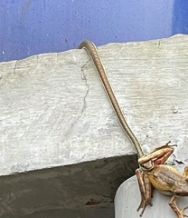 Polypedates leucomystax