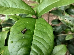 Myrmarachne inermichelis