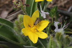 Oxythyrea testaceoguttata