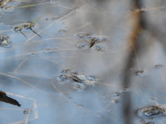 Limnoporus rufoscutellatus