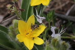 Oxythyrea testaceoguttata