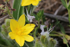 Oxythyrea testaceoguttata