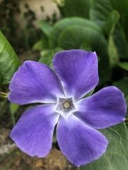 Vinca major major
