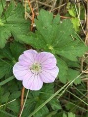 Geranium maculatum