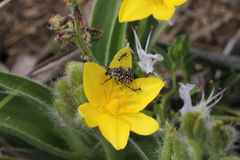 Oxythyrea testaceoguttata