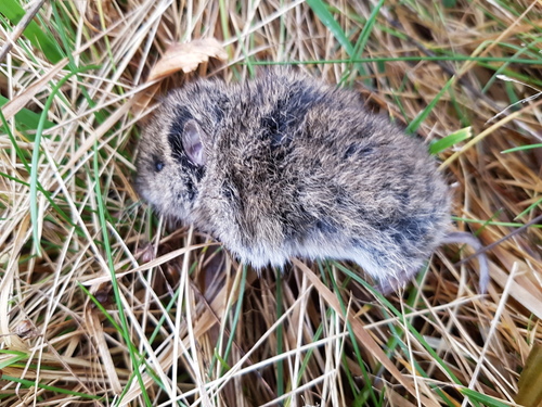 Microtus arvalis