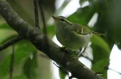 Phylloscopus reguloides