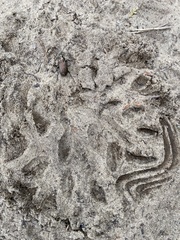 Poecilus cupreus