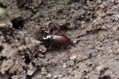 Harpalus
