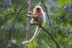Trachypithecus geei