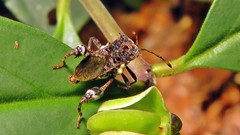 Merocoris
