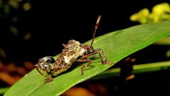 Merocoris
