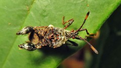 Merocoris