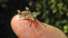 Merocoris