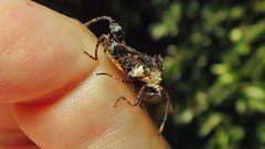 Merocoris