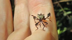 Merocoris