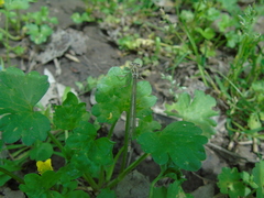 Platycnemis pennipes