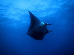 Mobula birostris