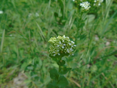Lepidium draba