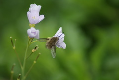 Bombylius cinerascens