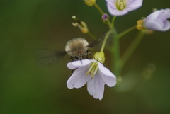 Bombylius cinerascens