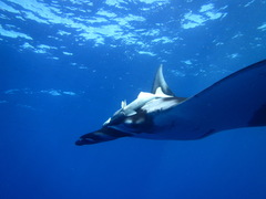 Mobula birostris