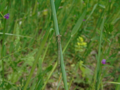 Platycnemis pennipes