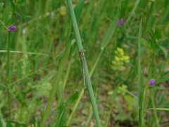 Platycnemis pennipes