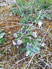 Globularia bisnagarica