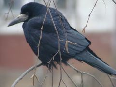 Corvus frugilegus