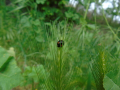 Harmonia axyridis