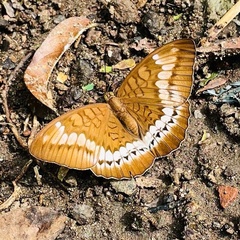 Tanaecia trigerta