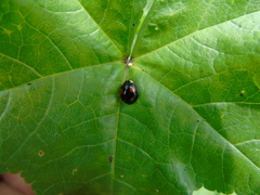 Harmonia axyridis