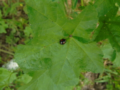 Harmonia axyridis
