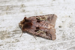Cerastis enigmatica